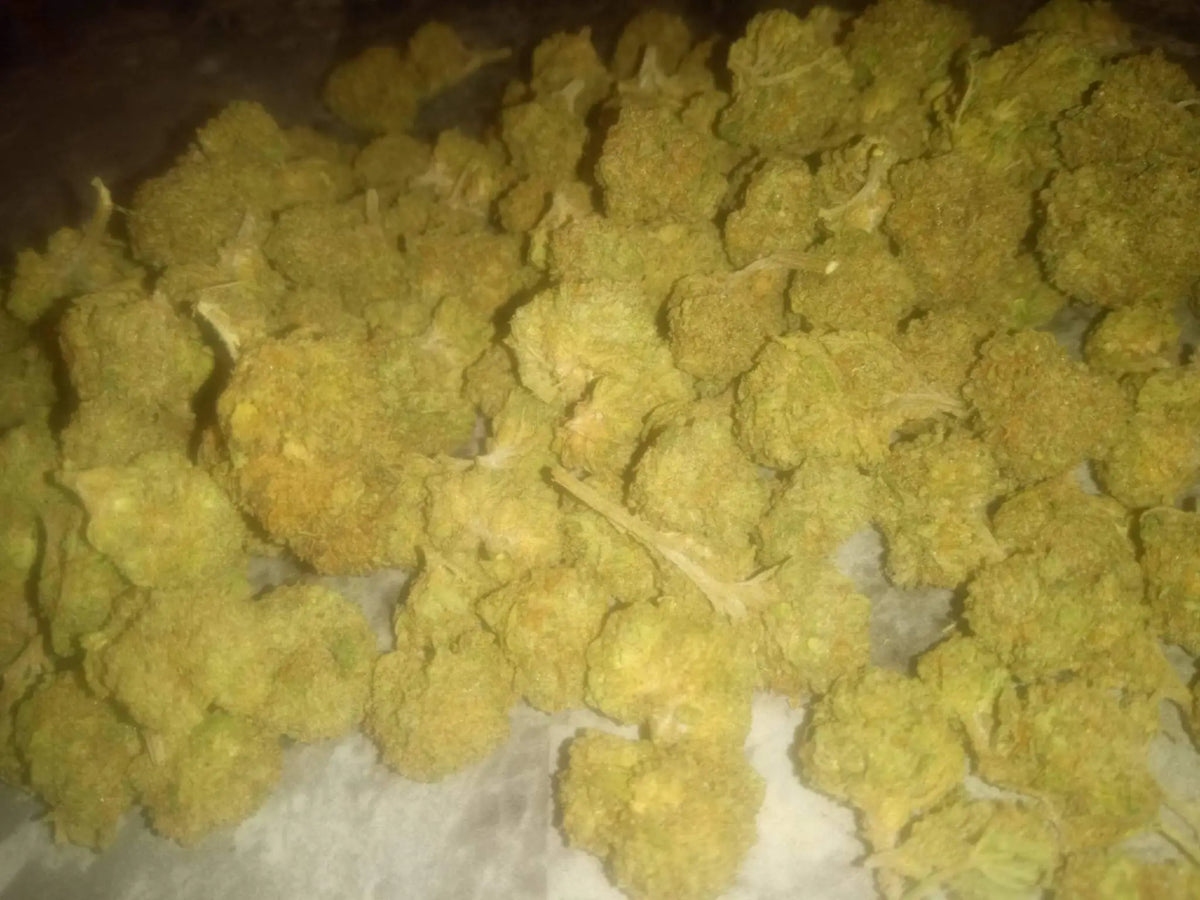 A dense pile of golden-yellow thca small buds flower with a frosty textured surface in a quarter pound review